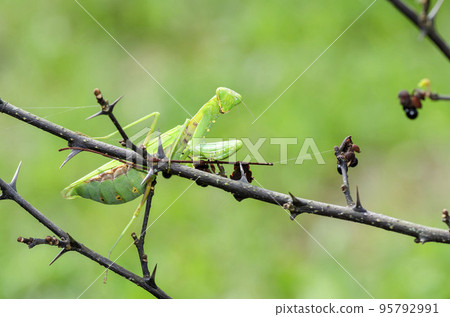 White-tailed Mantis 95792991