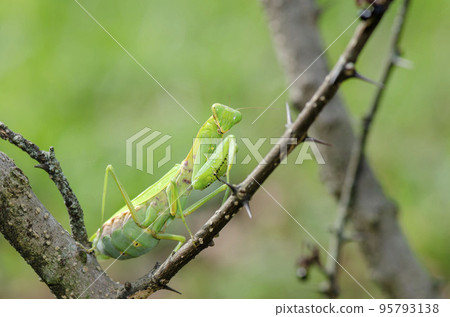 White-tailed Mantis White-tailed Mantis 95793138