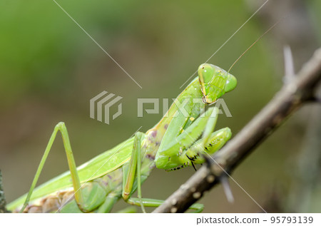 White-tailed Mantis White-tailed Mantis 95793139