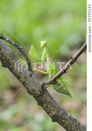 White-tailed Mantis 95793143