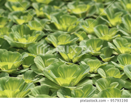 Water lettuce growth closeup background Water lettuce growth closeup background 95793198