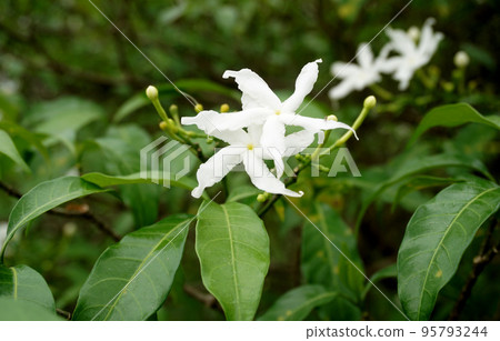 Ervatamia or Gardenia white flowers is blossom in the garden 95793244