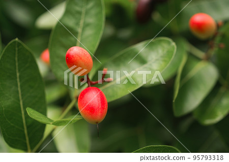 Karanda fruit blossom on tree Karanda fruit blossom on tree 95793318