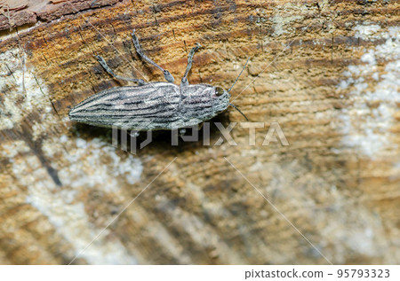 Ubatami mushi 95793323