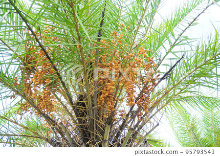 Palm dates fruit blossom, Agriculture 95793541
