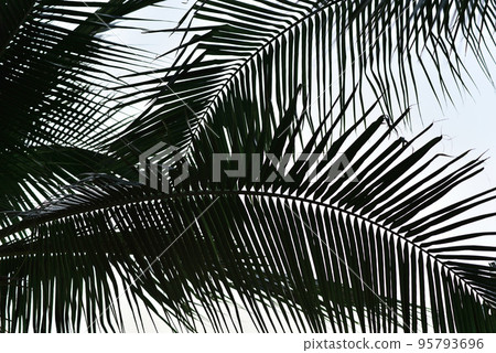 Silhouette of palm tree with sky background Silhouette of palm tree with sky background 95793696