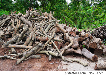 Group of wood on ground Group of wood on ground 95793724