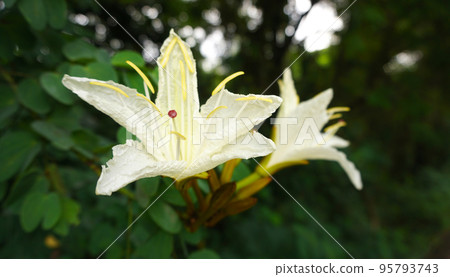Flower of Bauhinia winitii craib blooming Flower of Bauhinia winitii craib blooming 95793743