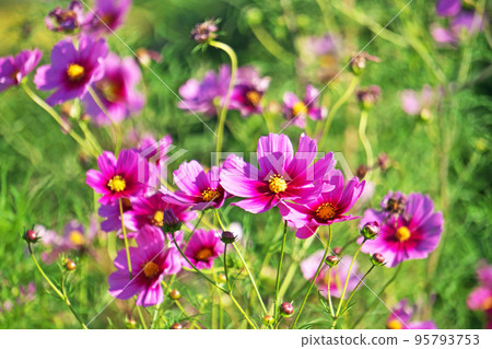 粉紅色的波斯菊花(秋季、10 月) 粉紅色的波斯菊花(秋季、10 月) 95793753