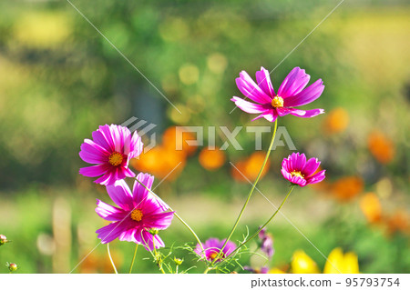 粉紅色的波斯菊花(秋季、10 月) 粉紅色的波斯菊花(秋季、10 月) 95793754