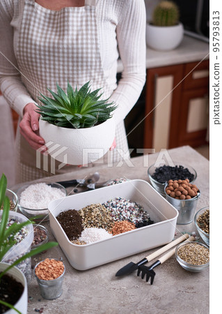 Woman holding planted Aloe Aristata Succulent Plant in white ceramic pot 95793813