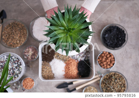 Woman holding planted Aloe Aristata Succulent Plant in white ceramic pot Woman holding planted Aloe Aristata Succulent Plant in white ceramic pot 95793816