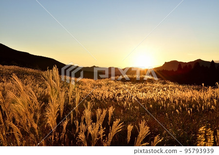 Soni Highland, golden pampas grass 95793939