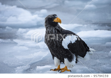 Eagle and drift ice Eagle and drift ice 95794159