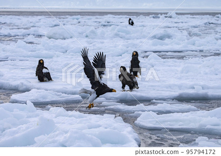 Eagle and drift ice 95794172
