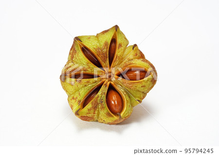Shikimi fruit (Autumn, October) Shikimi fruit (Autumn, October) 95794245