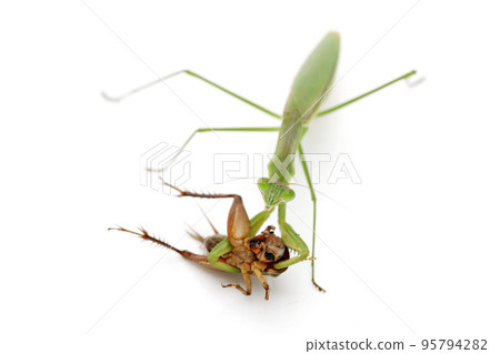 Mantis 95794282