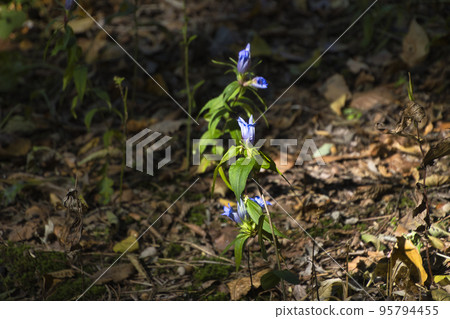 Akagi Nature Park Gentian trees bathed in sunlight filtering through trees Shibukawa City, Gunma Prefecture Akagi Nature Park Gentian trees bathed in sunlight filtering through trees Shibukawa City, Gunma Prefecture 95794455