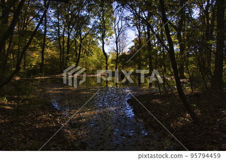 Akagi Nature Park Beautiful autumn leaves reflected in Mizusumashi Pond Shibukawa City, Gunma Prefecture Akagi Nature Park Beautiful autumn leaves reflected in Mizusumashi Pond Shibukawa City, Gunma Prefecture 95794459