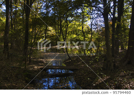 Akagi Nature Park Beautiful autumn leaves reflected in Mizusumashi Pond Shibukawa City, Gunma Prefecture Akagi Nature Park Beautiful autumn leaves reflected in Mizusumashi Pond Shibukawa City, Gunma Prefecture 95794460