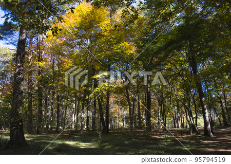 赤城自然公園美麗的紅葉群馬縣澀川市 赤城自然公園美麗的紅葉群馬縣澀川市 95794519
