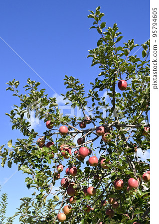 Apple Apple 95794605
