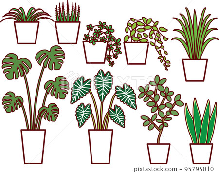 Foliage plant  95795010