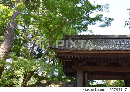 Kamakura Engakuji Temple in early summer 95795147