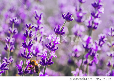 Blooming lavender pollinated by bee in a field at sunset. Provence, France. Close up. Selective focus. Lavender flower spring background with beautiful purple colors and bokeh lights. Blooming lavender pollinated by bee in a field at sunset. Provence, France. Close up. Selective focus. Lavender flower spring background with beautiful purple colors and bokeh lights. 95795226