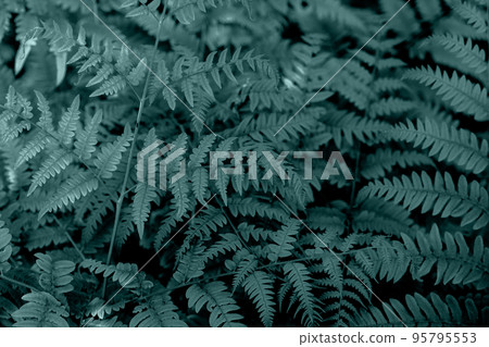 Perfect natural young fern leaves pattern background. Dark and moody feel. Top view. Ferns in the forest. Beautiful background of ferns green foliage leaves. 95795553