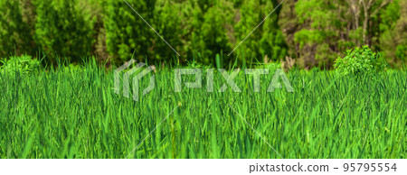 Green grass background or texture. Lawn with fresh grass, banner design. Banner with long green grass. Long and bright green grass texture. Green grass background or texture. Lawn with fresh grass, banner design. Banner with long green grass. Long and bright green grass texture. 95795554