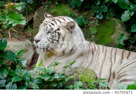 big white albino tiger. White Tiger Resting On Rock. Panthera tigris var. alba. genetics and mutations in zoology big white albino tiger. White Tiger Resting On Rock. Panthera tigris var. alba. genetics and mutations in zoology 95795871
