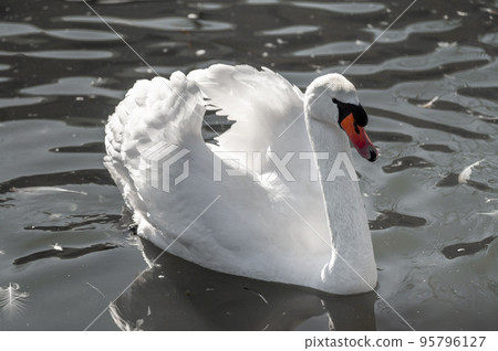 White swan on the lake. white Swan floats on the dark water of the lake. Mute Swan, Cygnus olor 95796127