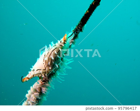 An unnamed snail that lives in the pine tree An unnamed snail that lives in the pine tree 95796417