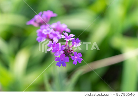 Shukkon 馬鞭草 四萬十市 Yasunami 水車村 2022/10/22 95796540