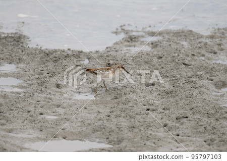 Kiriai 02 foraging in the tidal flats in autumn Kiriai 02 foraging in the tidal flats in autumn 95797103