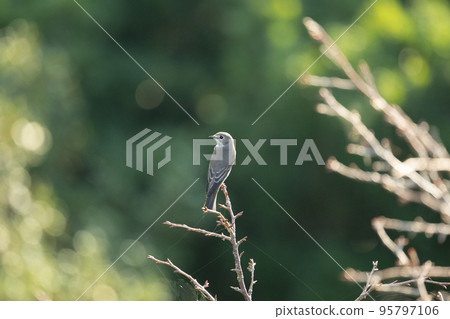 Autumn migration, beautiful Ezovitaki 01 Autumn migration, beautiful Ezovitaki 01 95797106
