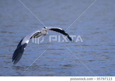 Gray heron flying over the water 02 95797113