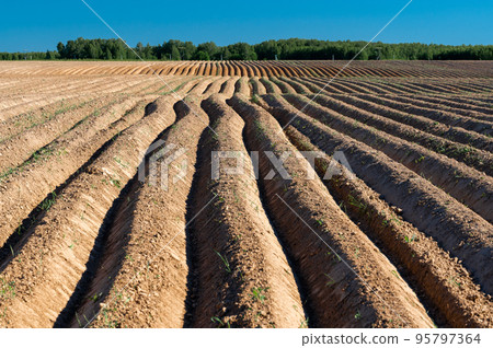 Arable land ploughed field. Cultivated land and soil tillage. Simple country landscape with plowed fields and blue skies. Furrows row pattern in a plowed land prepared for planting agriculture. 95797364