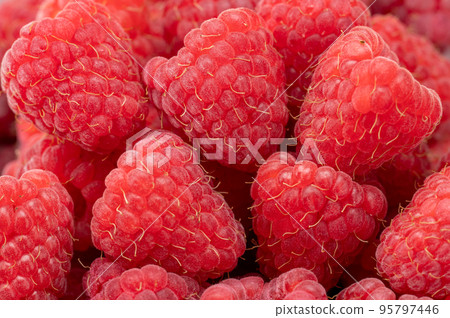 Fresh and sweet raspberries background. Close up of red Fresh organic ripe raspberry. Bunch of red raspberries. top view 95797446