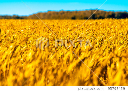 Wheat field. Ears of golden wheat close up. Beautiful Nature Sunset Landscape. Rural Scenery under Shining Sunlight. Background of ripening ears of wheat field. Rich harvest Concept. 95797459