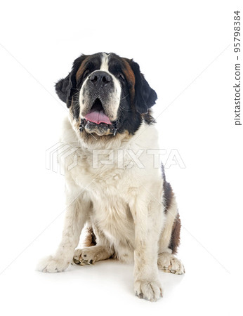 saint bernard in studio 95798384