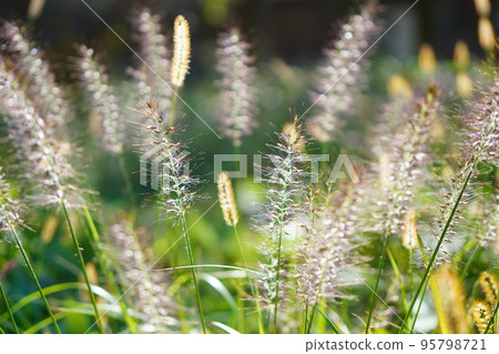 The brush-like inflorescences that do not come off easily from summer to autumn. 95798721