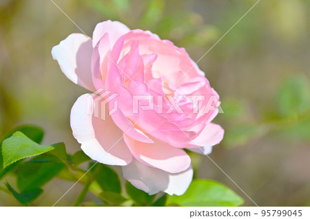 秋季玫瑰 玫瑰花 秋季綻放 秋季玫瑰 玫瑰花 秋季綻放 95799045