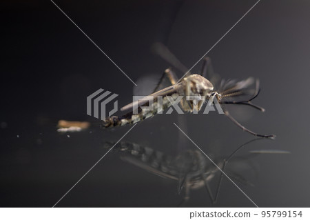 Anopheles mosquito and Mosquito Larva in the order Diptera, Anopheles sp. (Mosquito Larva) in the water for education. 95799154