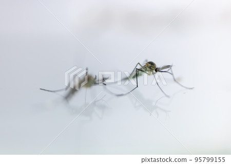 Anopheles mosquito and Mosquito Larva in the order Diptera, Anopheles sp. (Mosquito Larva) in the water for education. 95799155