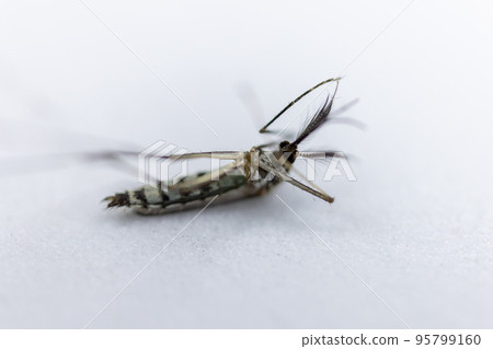 Anopheles mosquito and Mosquito Larva in the order Diptera, Anopheles sp. (Mosquito Larva) in the water for education. 95799160