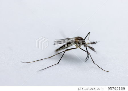 Anopheles mosquito and Mosquito Larva in the order Diptera, Anopheles sp. (Mosquito Larva) in the water for education. 95799169