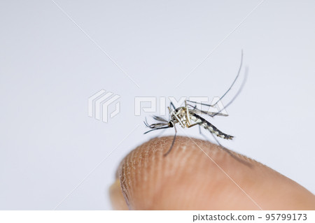 Anopheles mosquito and Mosquito Larva in the order Diptera, Anopheles sp. (Mosquito Larva) in the water for education. 95799173