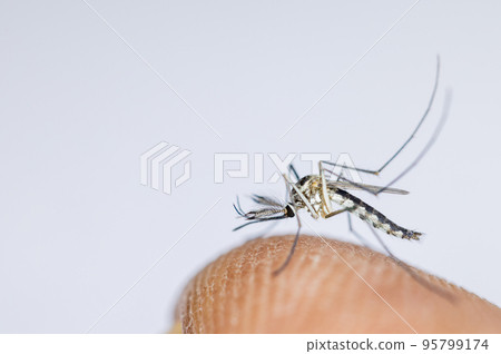 Anopheles mosquito and Mosquito Larva in the order Diptera, Anopheles sp. (Mosquito Larva) in the water for education. 95799174